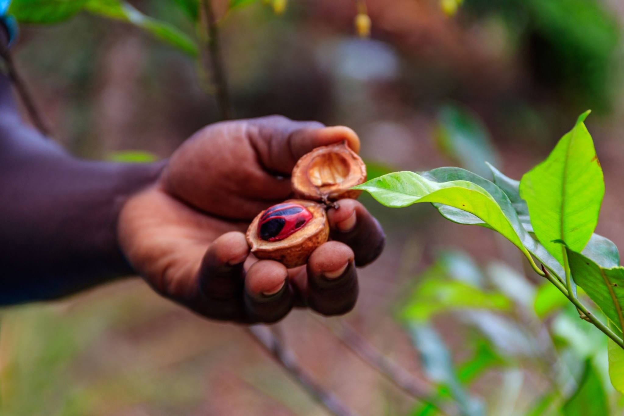 Spice Farm Tour